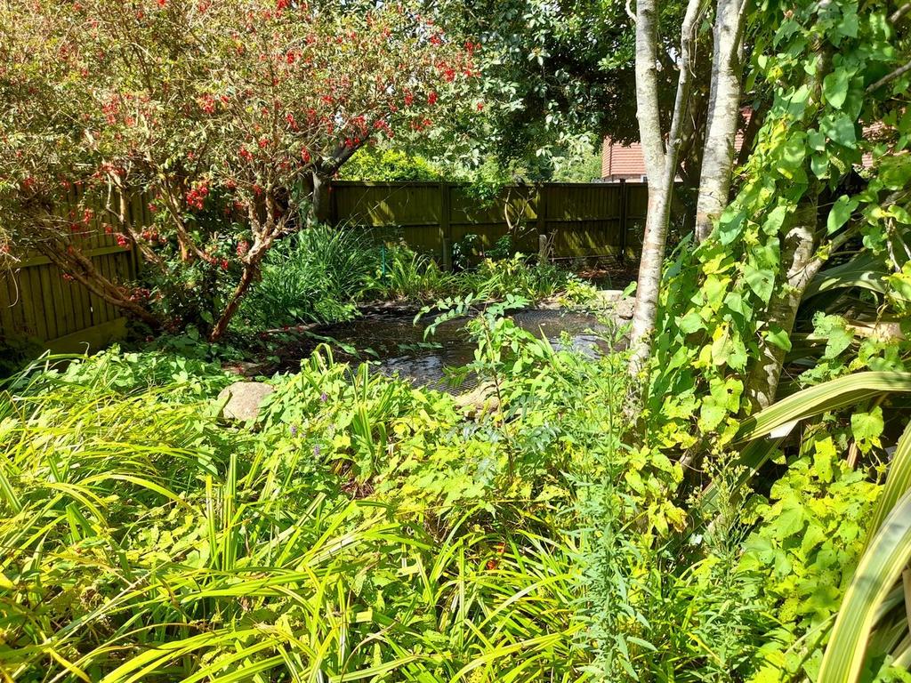 Pond.jpg