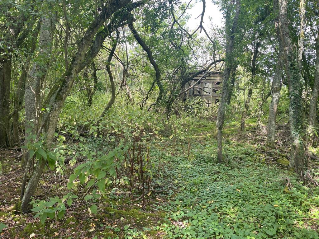 Overgrown land with derelict wooden shed