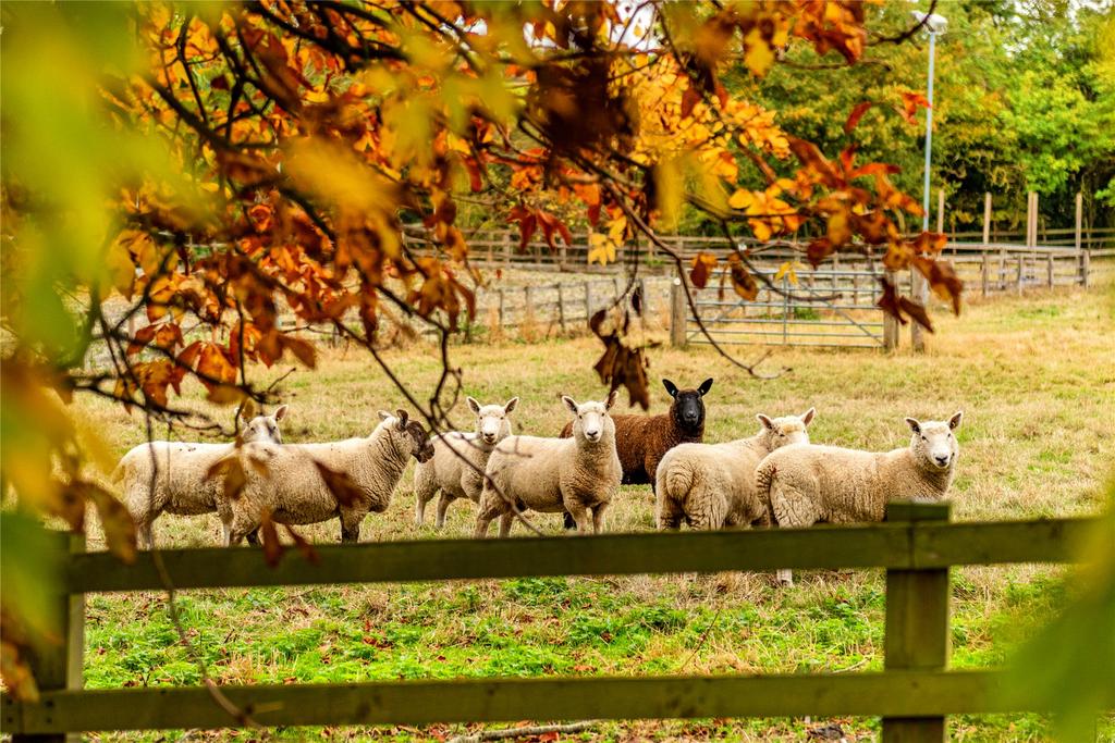 Paddocks