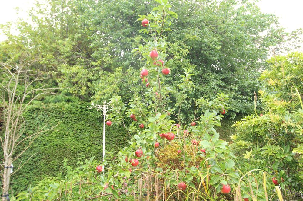 Apple tree