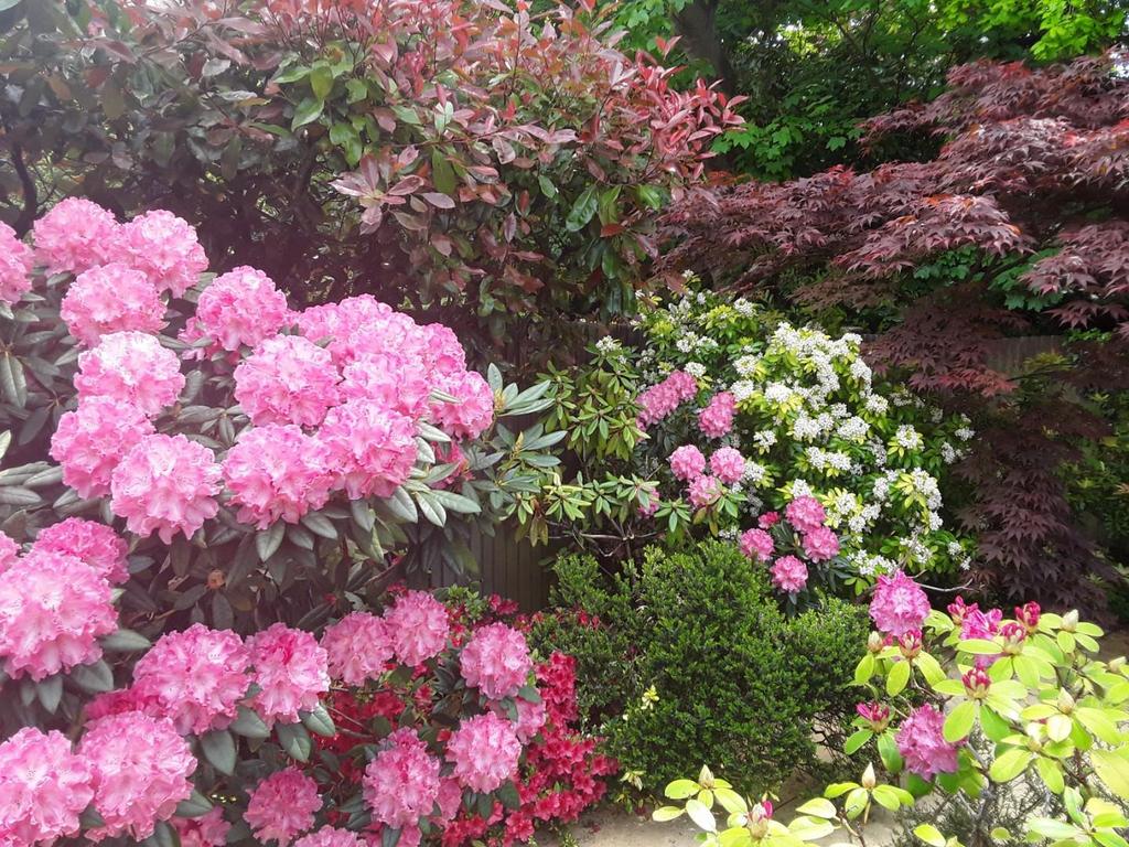 Flowers.jpg