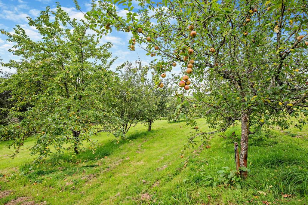 Orchard