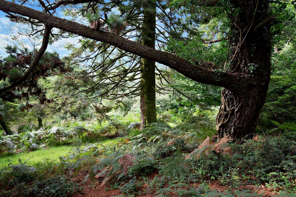 Woods