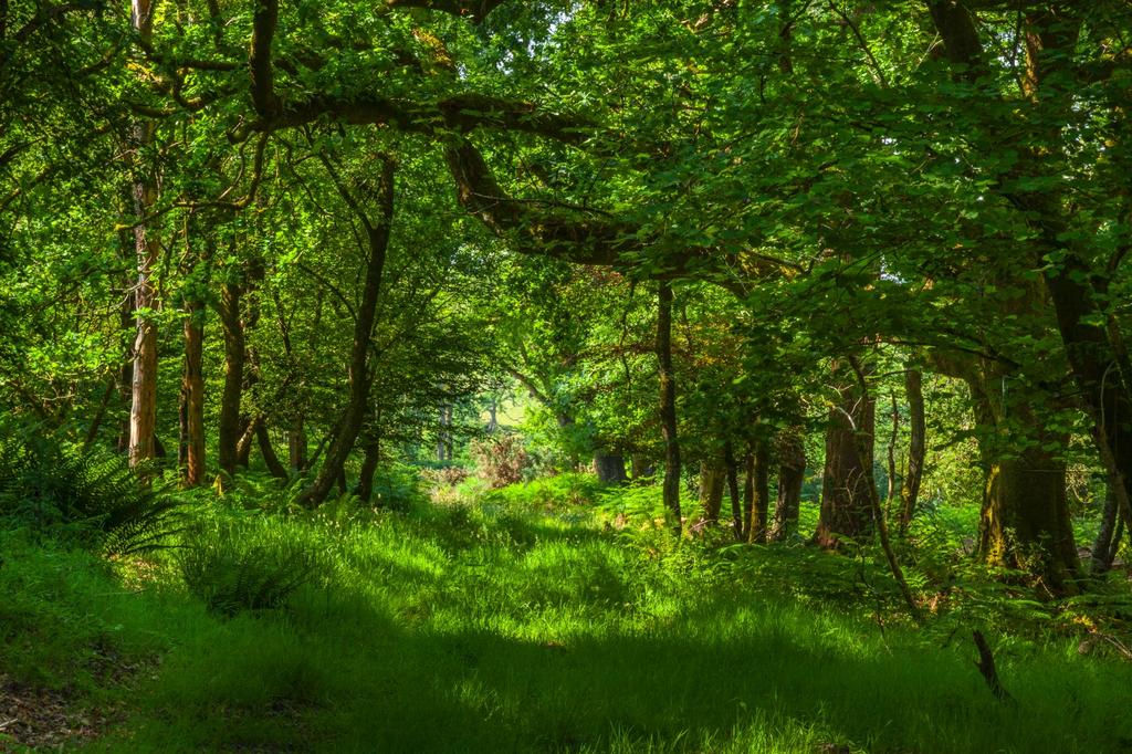 Woods