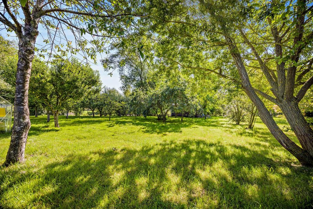 Mature Orchard
