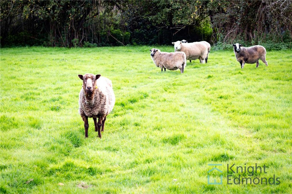 Sheep