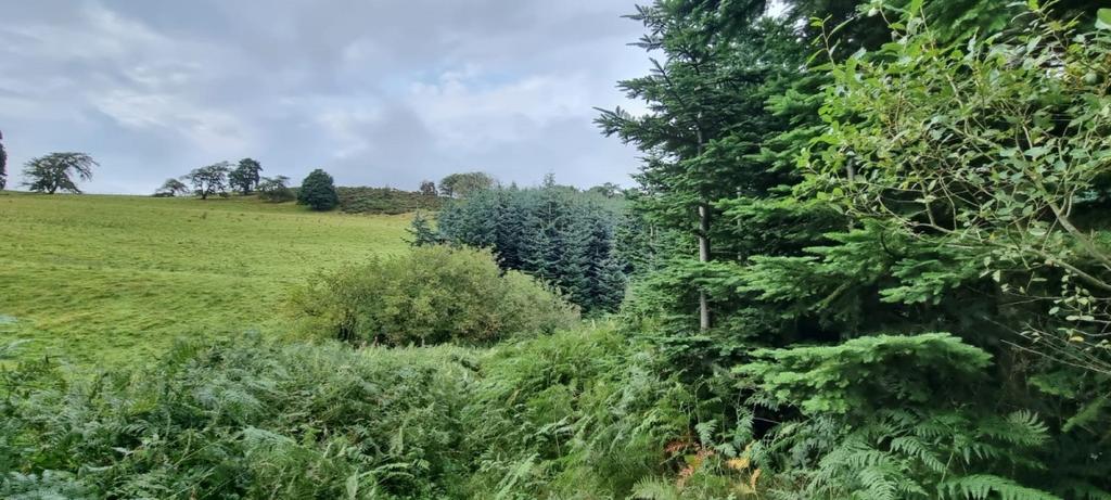Woodland For Sale