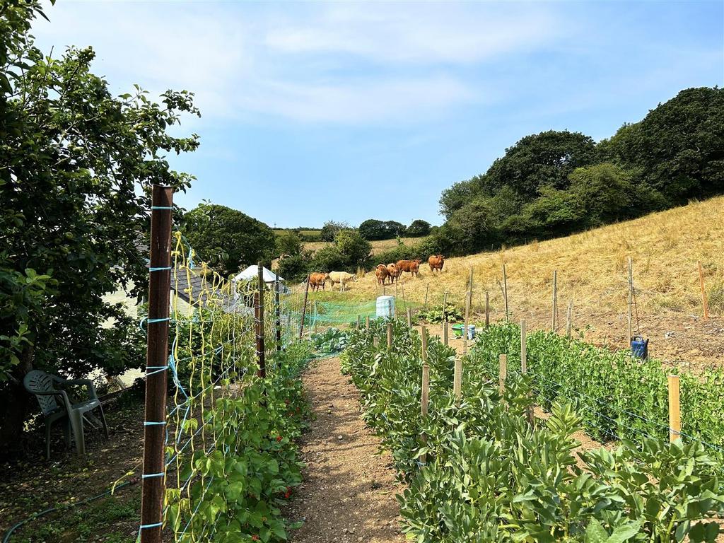 Cow Field