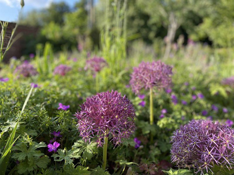 Wild flower meadow