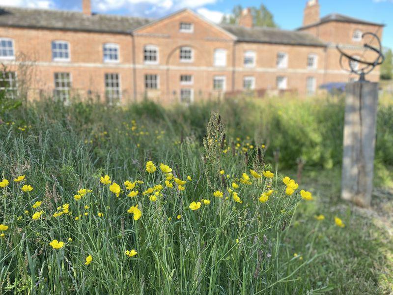 Wild meadow garden