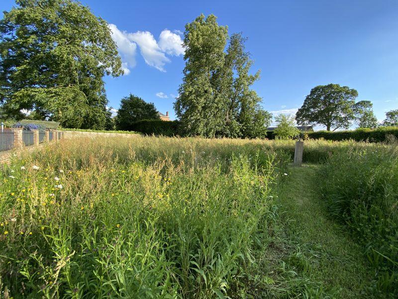 Wild flower meadow