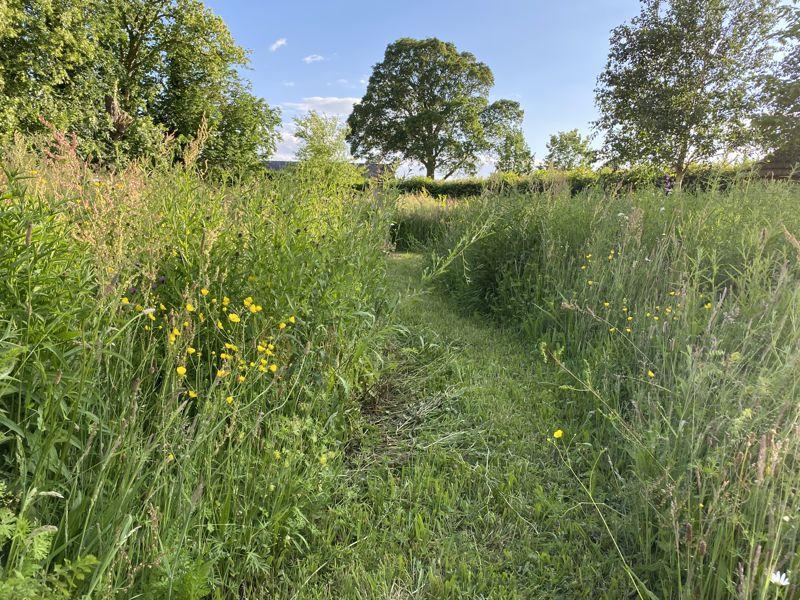 Wild flower meadow