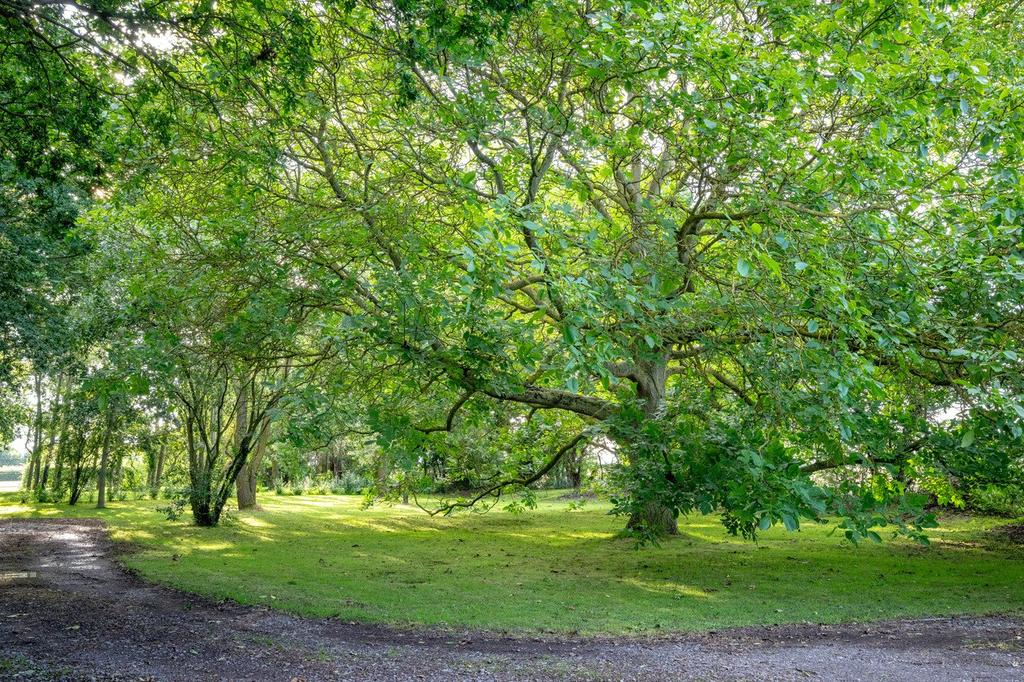 Woodland