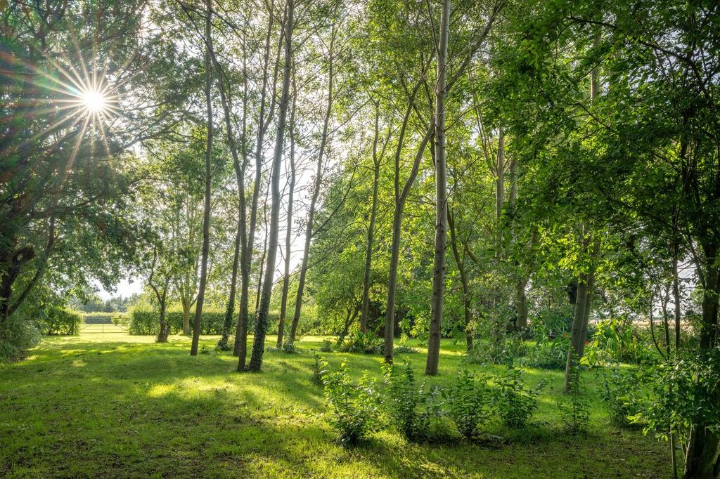 Wooded Garden