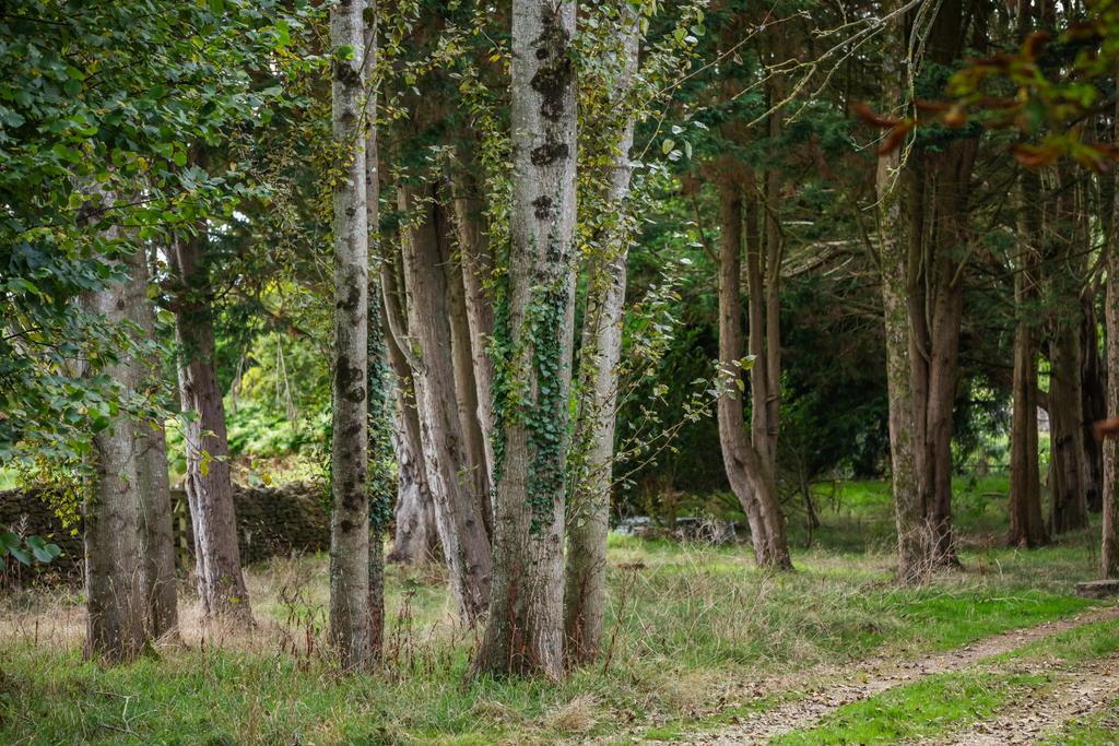 Woodland
