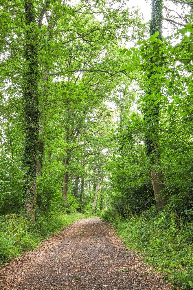 Woodland