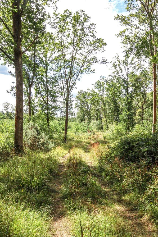 Woodland