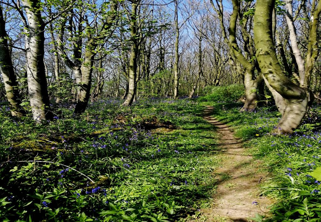 Woodland path-bidx1-1 jpg