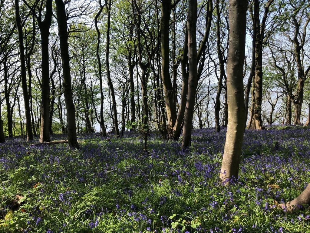 Woodland to river jpg