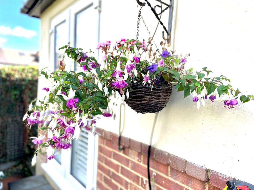 2 Mount Lee - GARDEN FLOWERS