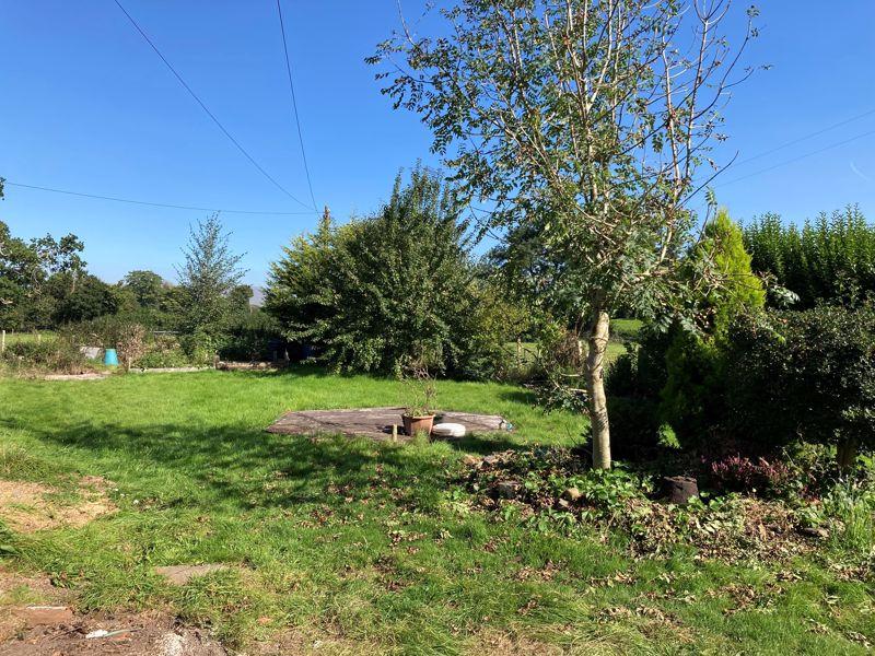 Back garden
