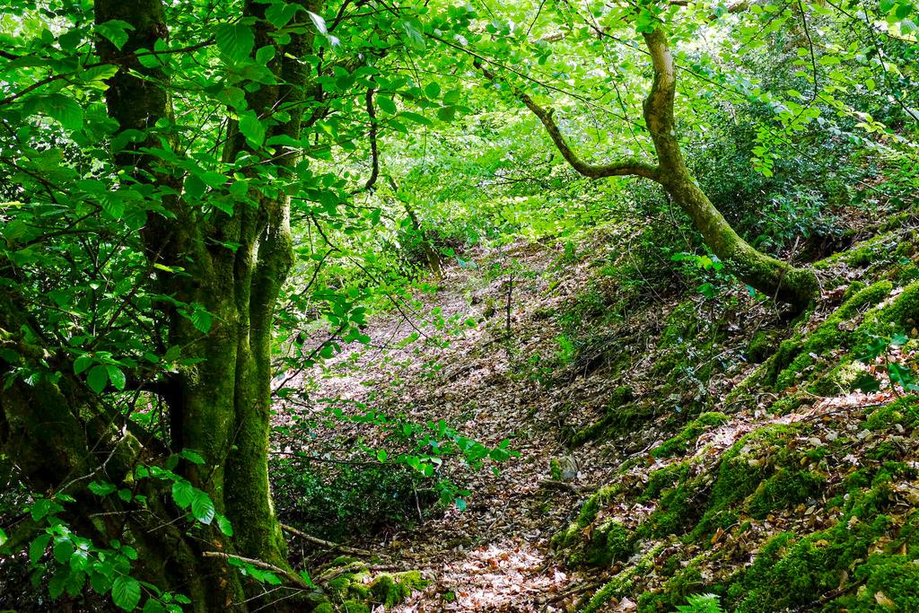 Woodland walkway