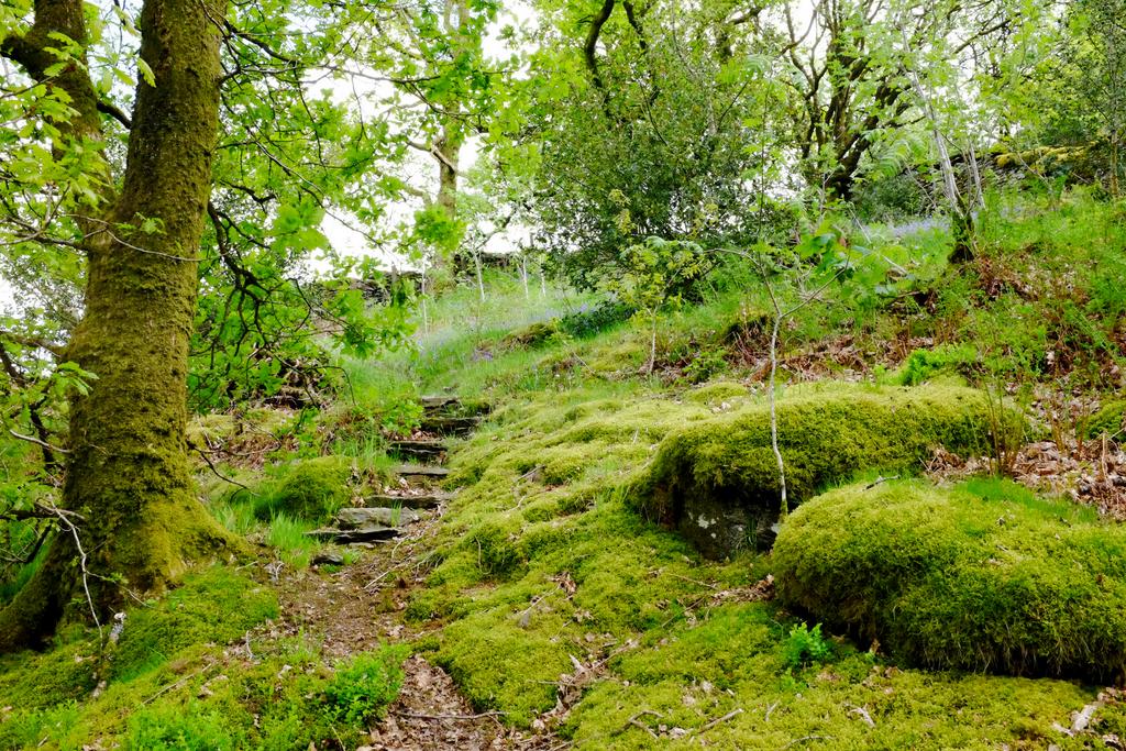 Woodland walkway (second image)