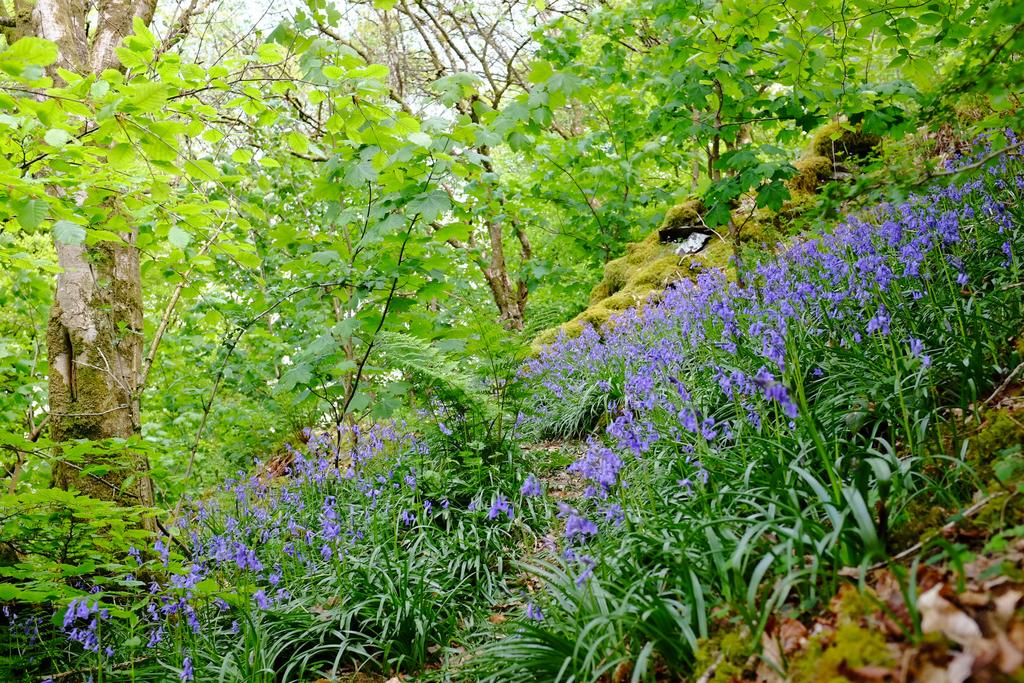 Bluebell woods