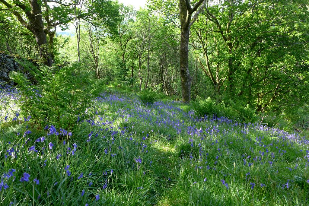 Bluebell woods (second image)