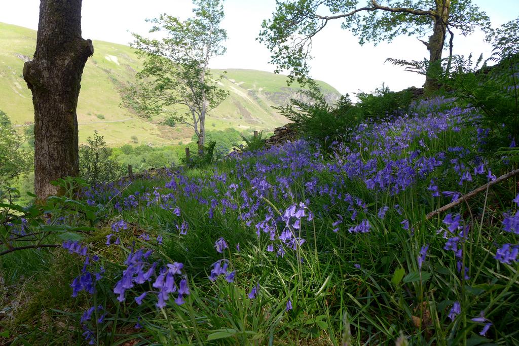 Bluebell woods (third image)