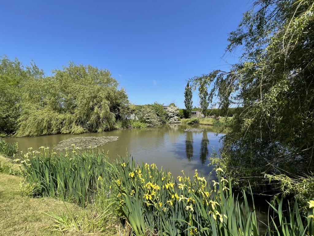 Pond
