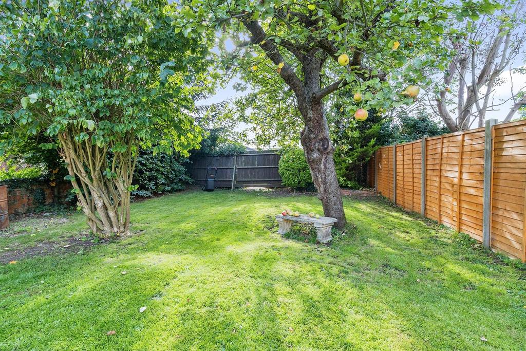 Mature Apple Tree