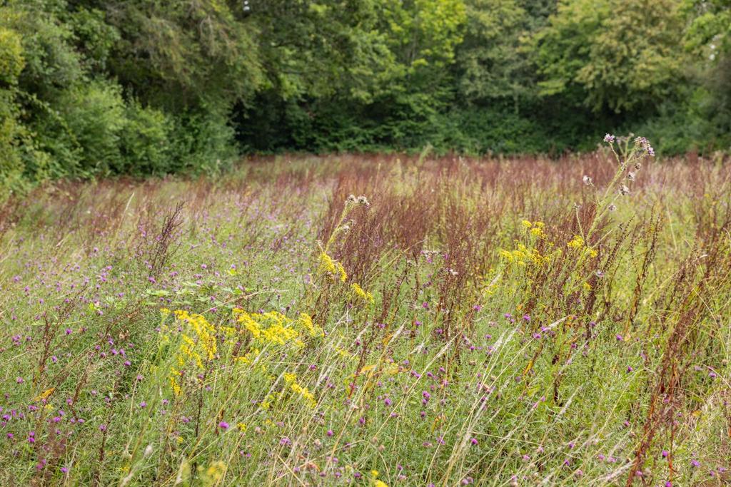Paddock - field
