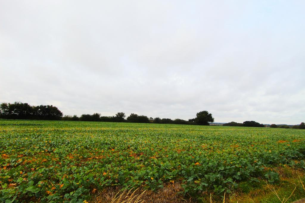 Field Views