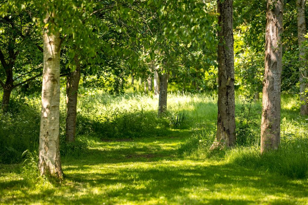 Woodland