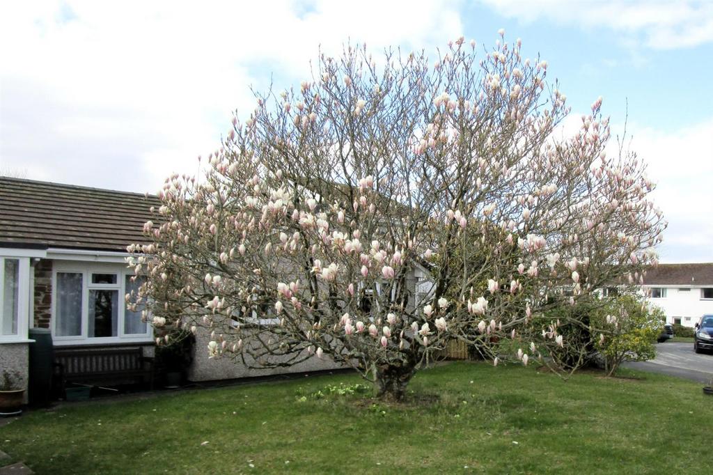 Vendor Photo of Magnolia Tree.jpg