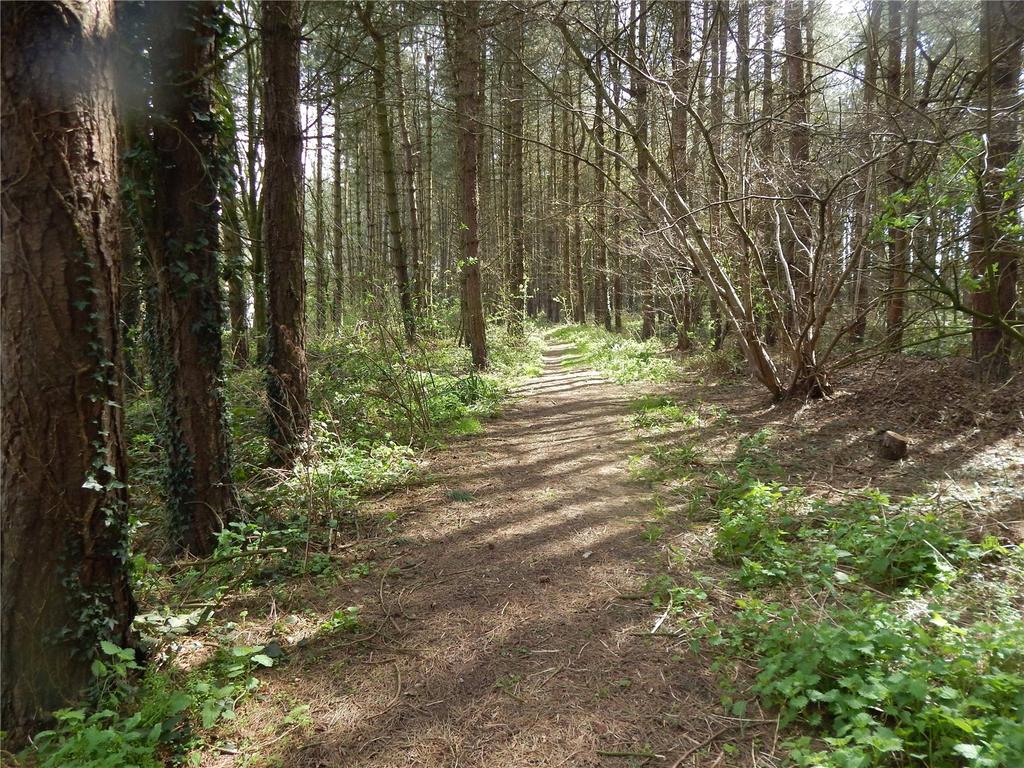 Wood