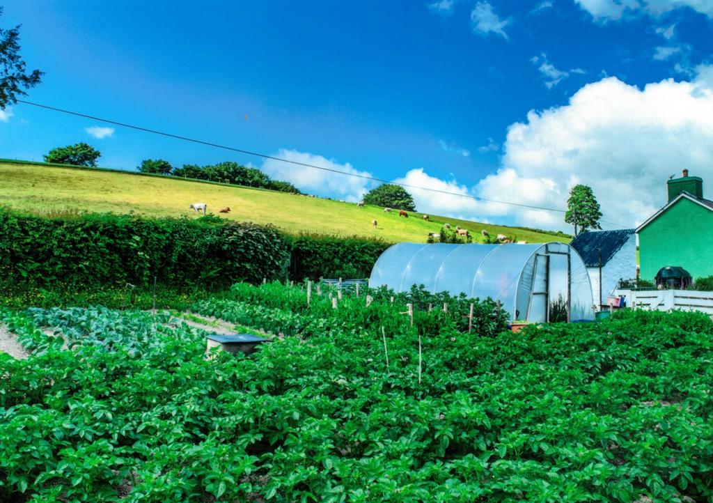 Vegetable Garden