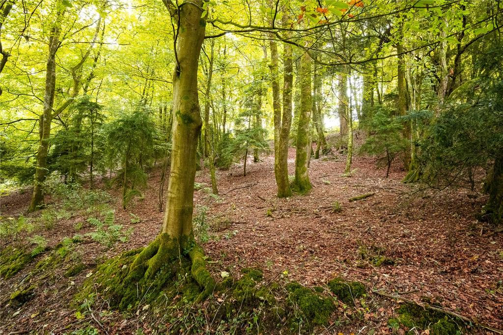 Woodland