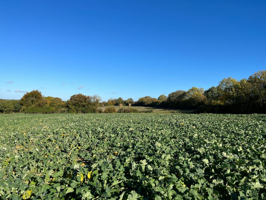 Lot 2 Land at Forncett St Mary and... Land for sale £200,000