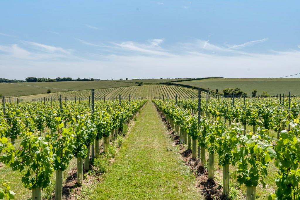 Vineyard