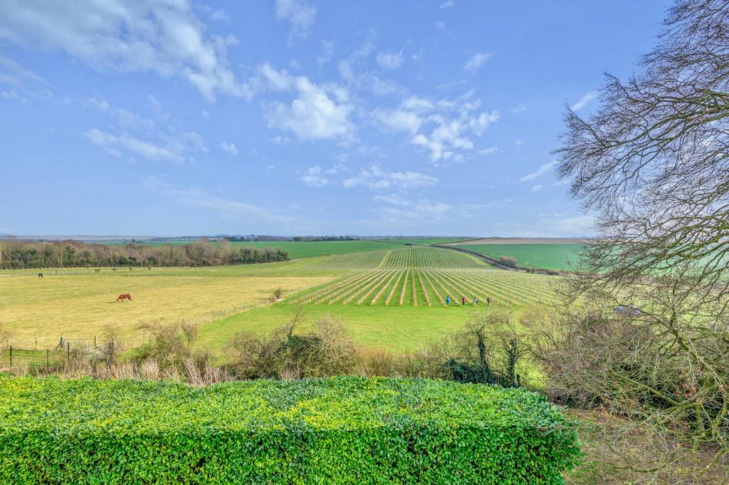 Vineyard