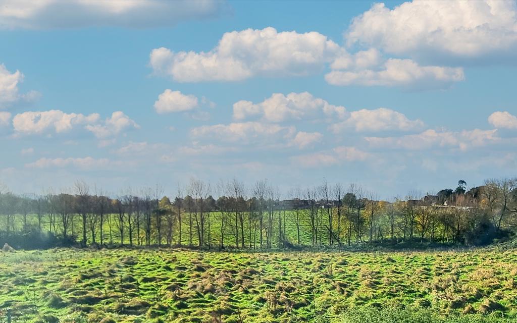 Woodmand view copy