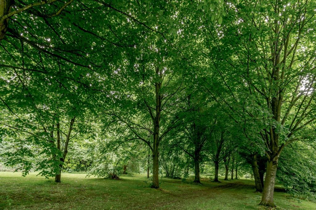 Avenue Of Trees