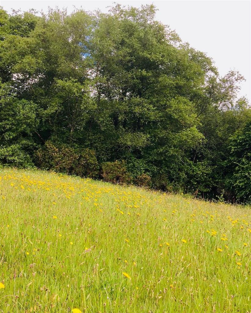 Meadow.jpg