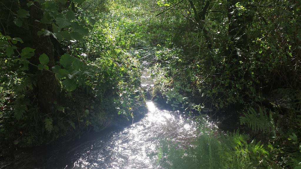 Stream.jpg