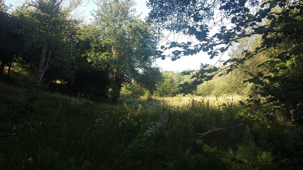 Wetland.jpg
