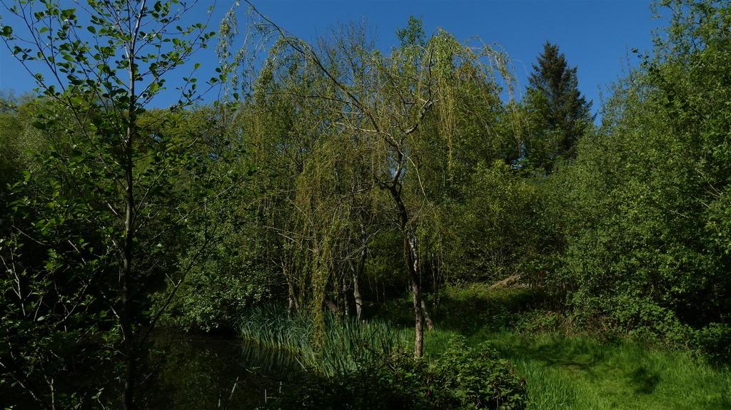The lake