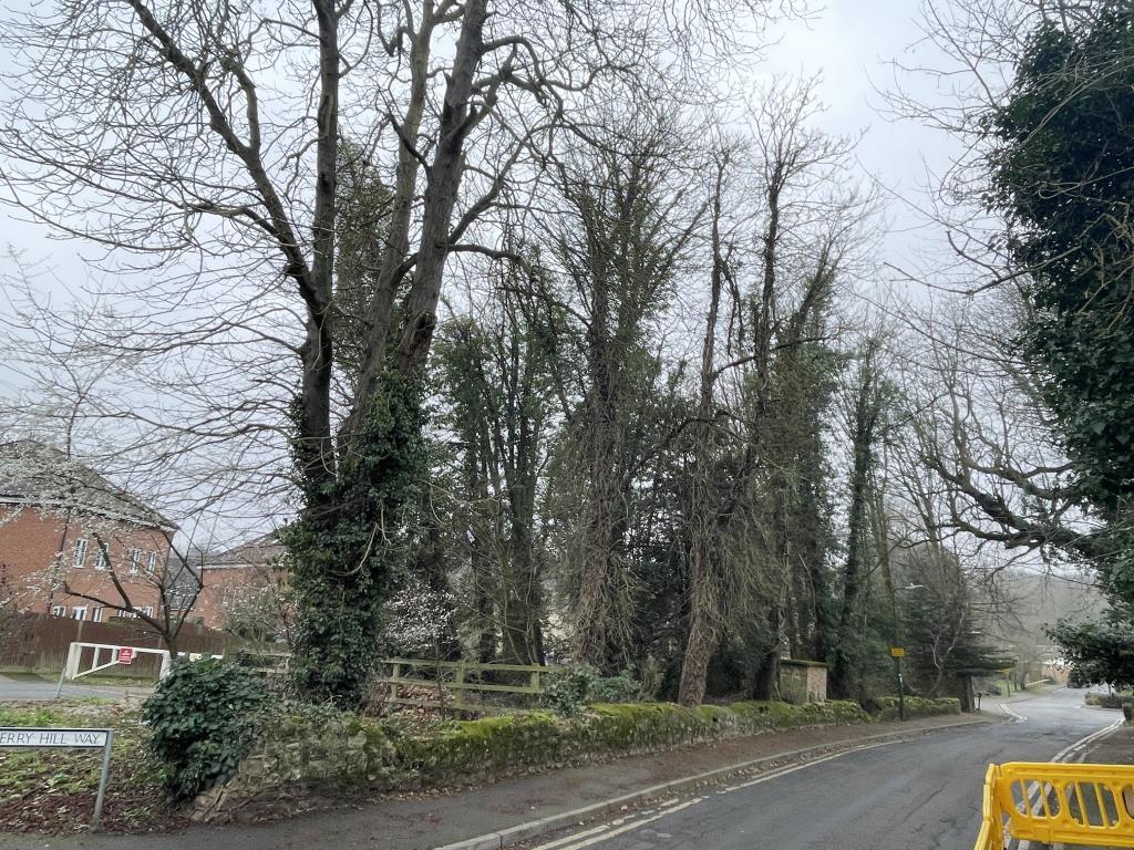 View of wooded plot