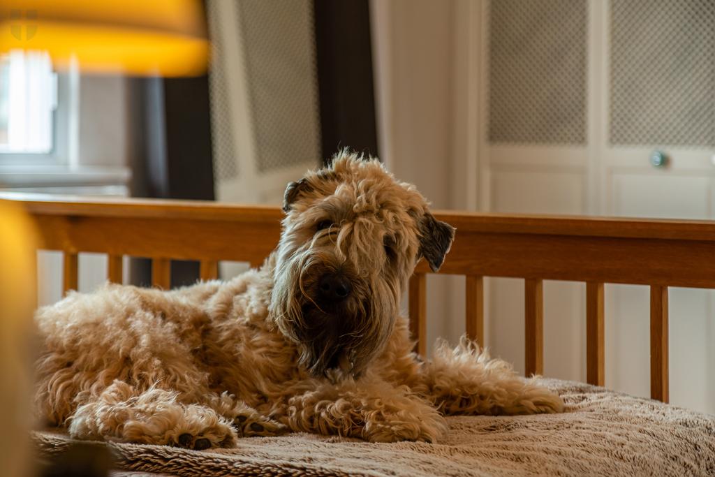 10 - Master Bailey